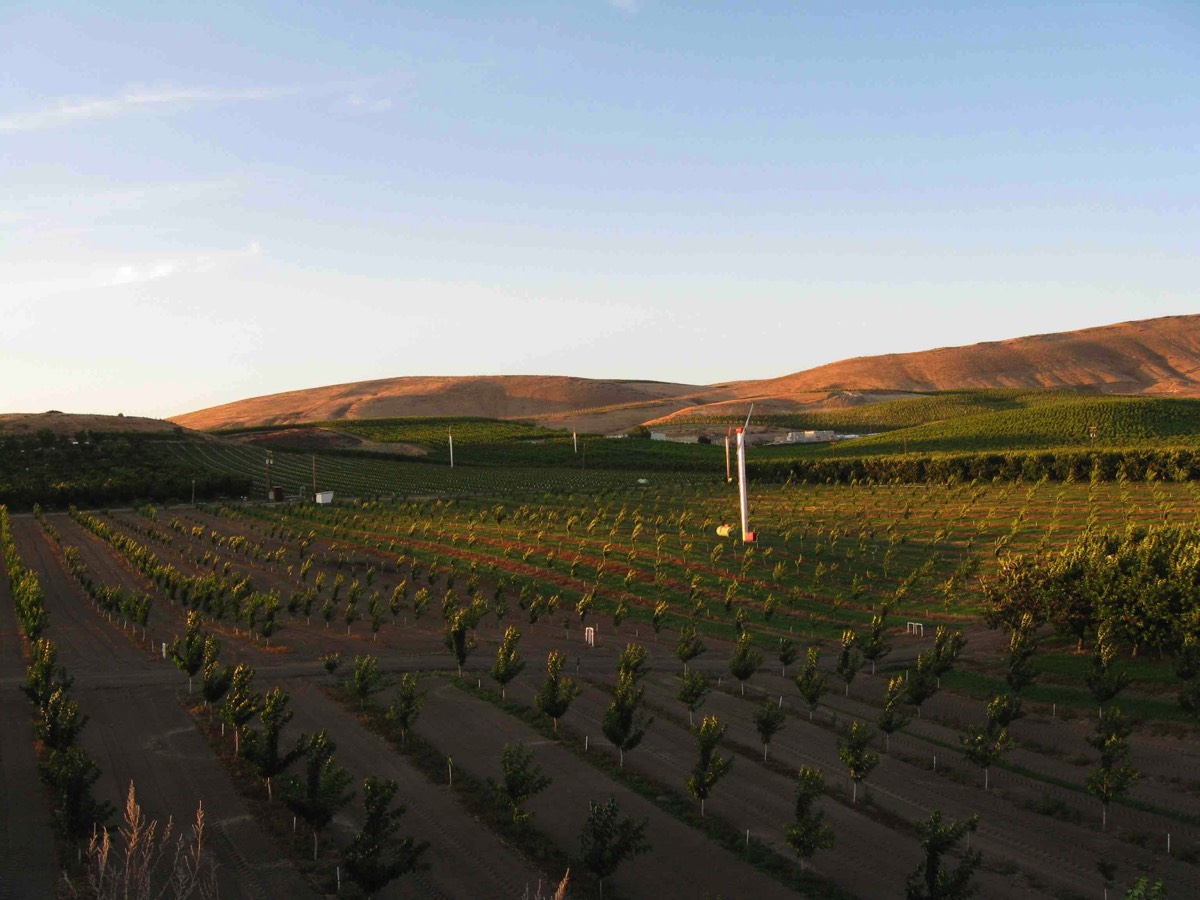 Protecting new orchard against frost